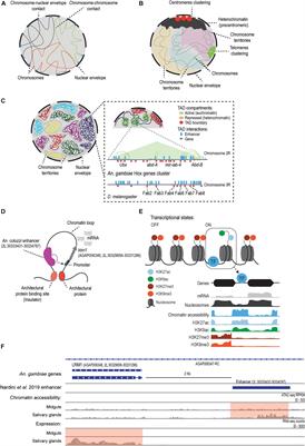 Chromatin Structure and Function in Mosquitoes